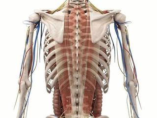 Мышечная коррекция - глубокий точечный массаж мышц спины