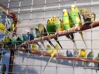 Продаю волнистных попугаев