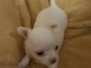 Cățeluși Chihuahua de 1,5 luni