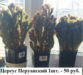 Продам комнатные растения различных видов. Торг уместен.