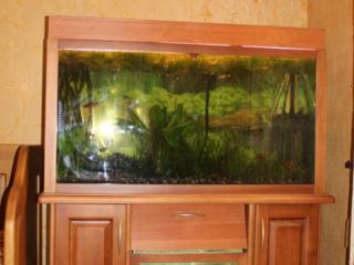 Продам комплект аквариумов на деревянной тумбе