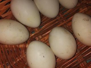 Яйца гусиные для инкубатора