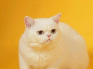 Продаются британские котята шикарного окраса вискас и белый!!!