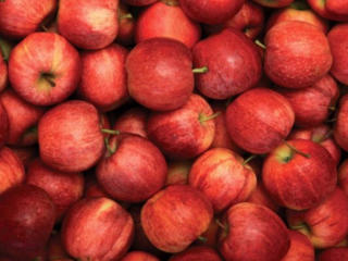 Летние яблоки на экспорт Гала Роял, Гала Барон / Mere de vara