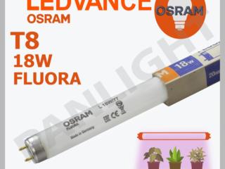 TUB NEON T8 OSRAM FLUORA, OSRAM IN Moldova, TUB Fluoriscent OSRAM