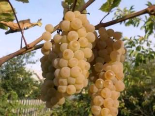 Виноград для вина, Белая Ноа