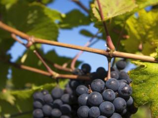 Продам виноград для вина в буторах