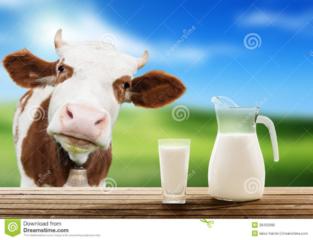 Покупаем коровье молоко 7-00 лей за литр база 3,5% жирность