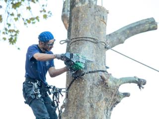 Tăierea copacilor fara masini speciale! Arborist.