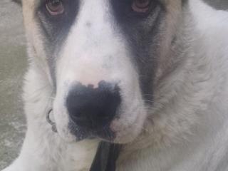 Пропала взрослая собака породы алабай в районе комсомольского озера