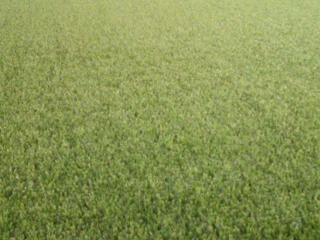Трава искусственная 40 мм