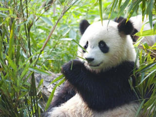 Фотообои "Панда и бамбук"