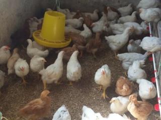 Продам домашних подрощенных цыплят мясо яичной породы