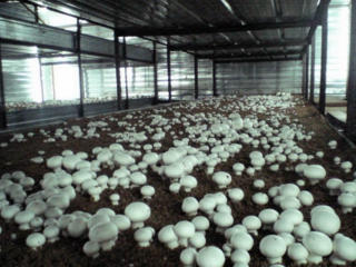 Выращивание грибов в домашних условиях круглый год!