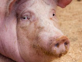 Продам свиней живым весом и в убой разный вес
