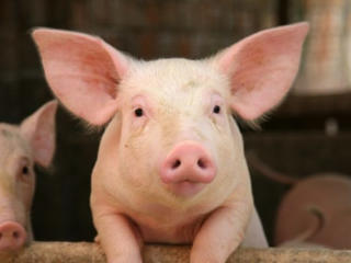 Продам домашних свиней!!!
