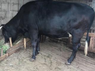 Продаётся расовая корова, р. Яловены - Vind vaca de rasa, r. Ialoveni