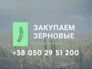Закупаем зерновые по всей Украине