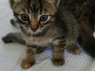 Spre adoptie 1 pisicuta GRATIS
