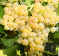 КУПЛЮ белый виноград для вина. CUMPAR poama albe, pentru vin.