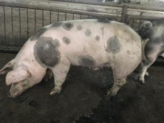 Свиньи мясные 180 кг 31/кг, 2 шт
