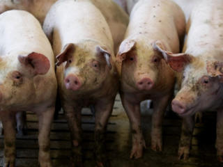 Продам свиней живым весом. Не дорого!!!!!