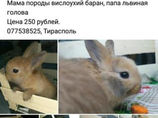 Продам милых декоративных крольчат