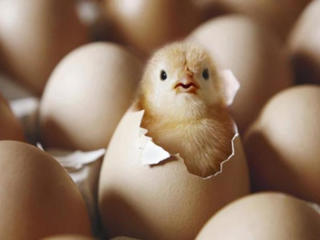 Инкубационные яйца Фарм Колор!!!