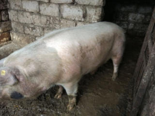 Se vinde porc pentru sacrificare 150 kg, prețul unui kg 35 lei