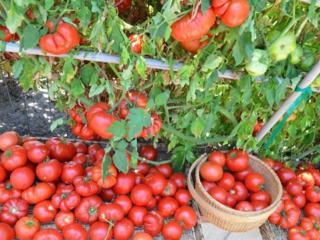 Рассада помидор (томатов), перца, гогошар, огурцов, хризантем и астр.