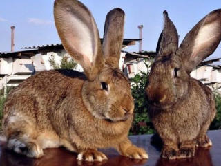 Кролики фландры