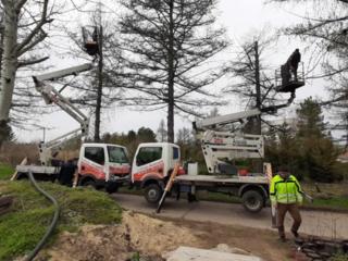 Tăierea copacilor şi crengilor problematice. Chirie autoturnuri!