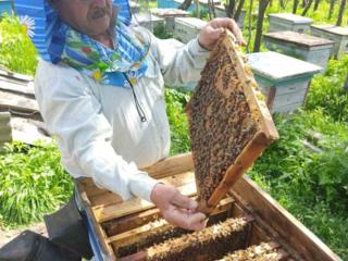 ПЧЕЛОСЕМЬИ, ОТВОДКИ, ПЧЕЛОПАКЕТЫ