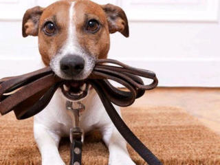 Выгул собак любых размеров по Ботанике.