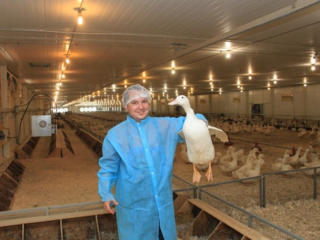 Работа на ферме. Выращивание кур, уток, гусей и индюков. Польша.