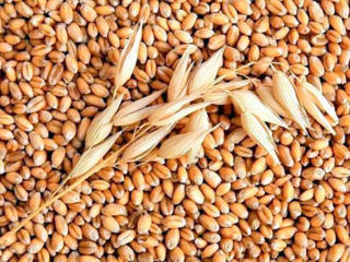 Продам Оптом: Ячмень, Пшеницу, Кукурузу