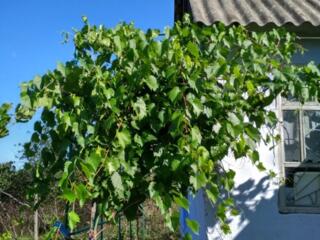 Продам классную дачу!