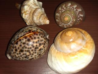 Экзотические морские ракушки