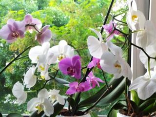 Продам или обменяю на орхидеи другого цвета