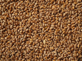 Продам зерно(пшеница)