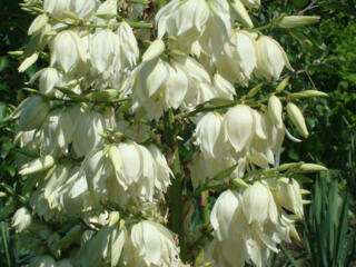 Вечнозеленая, декоративная, грунтовая Юкка. Недорого!