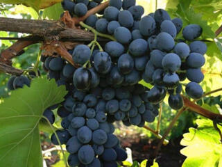 Продам виноград сортов Молдова, Изабелла и Лидия