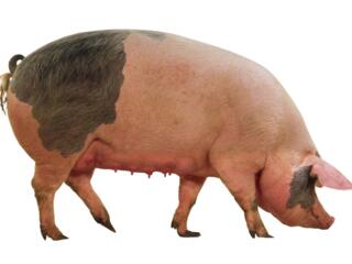 Продаются свиньи живым весом Цена договорная. Натуральный корм