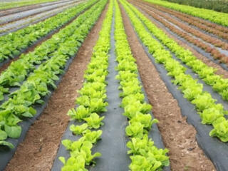 Работа в Польше, выращивание овощей и листьев салата!