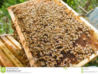 Продаются пчелосемьи!