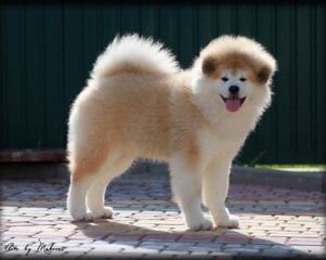 Щенок АКИТА ИНУ (Хатико)