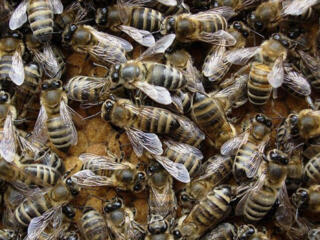 Продам 10 пчелиных семей оптом.