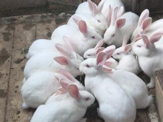 Продам кроликов породы-Паннон