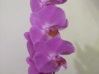 Домашние орхидейки