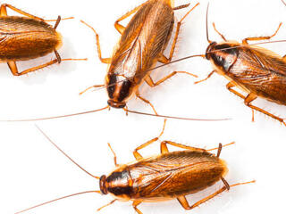 Травля насекомых в квартире, устранение клопов в Бендерах